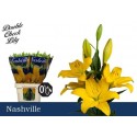 lys Nashville jaune - Double Check Lily