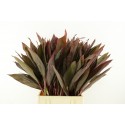 Cordyline Ivory Red Top - Ter Haar...