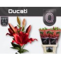 LI AS DUCATI - QUALILY