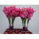 pois de senteur WI SUNS ROSE - Lathyrus.nl