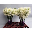 pois de senteur PARFUM CREAM - Lathyrus.nl