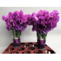 pois de senteur WI SUNS MAUVE - Lathyrus.nl