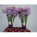 pois de senteur WI SUNS LAVEN - Lathyrus.nl