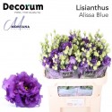 lysianthus G ALISSA BLUE - Montana Lisianthus