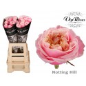 R GR NOTTING HILL - Vip Roses by Sassen