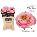 R GR NOTTING HILL - Vip Roses by Sassen
