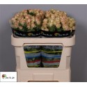 R branchue AZORE - Flora Ola Ltd.