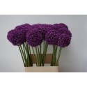 ALLIUM Ambassador blc - P. Langedijk