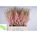 ASTIL AR Erika rose - van Aert Flowers