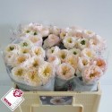 R GR TINKERBELL! - Wans Roses
