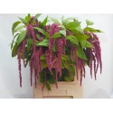 AMAR CA RED CORD - Gebr. Konings