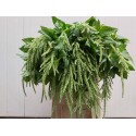 AMAR CA vert PEARLS - Gebr. Konings