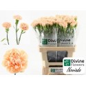 œillet gros NOVIADO - Divine Flowers