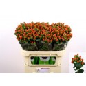 hypericum TOMATO FLAIR - Marginpar / BT