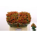 hypericum TOMATO FLAIR - Marginpar / BT