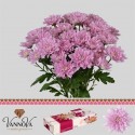 deco BALTICA PINK - VannoVa Master Growers