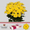 deco BALTICA YELLOW - VannoVa Master Growers