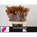 ANIGOZ GOLD FEVER - Imani Flowers Ltd