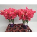pois de senteur PARFUM CORAL - Lathyrus.nl