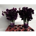 pois de senteur WI SUNSH NAVY - Lathyrus.nl