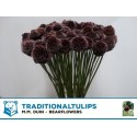 ALLIUM FORELOCK - TraditionalTulips MM Duin