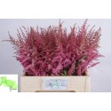 ASTIL AR CATTLEYA - van Aert Flowers
