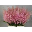 ASTIL AR Erika rose - Amazing Astilbe by...