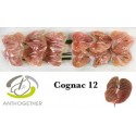 anthurium COGNAC - Anthogether Bouman