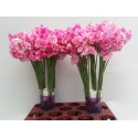 pois de senteur ROSE WEDDING - Lathyrus.nl