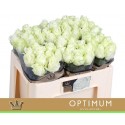 R GR AVALANCHE+ - Bernhard Optimum