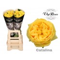 R GR CATALINA@ - Vip Roses by Sassen