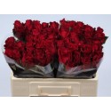 R GR Ever Red rge - Bloomingdale Roses