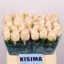 R GR HIGH & BRIDAL - Kisima / Fresco