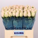 R GR HIGH & BRIDAL - Kisima / Fresco