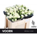 R branchue BRIDAL FLOW - Voorn Sprayroses