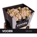 R branchue GALINA - Voorn Sprayroses