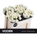 R branchue ROYAL PORCELINA - Voorn Sprayroses