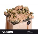 R branchue TANJA - Voorn Sprayroses