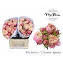 R branchue VICTOR CLASSIC@ - Vip Roses by...