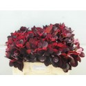 COTI C ROYAL PURPLE - Van Houwelingen...