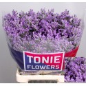 LIM OHIO BLUE - TONIE Flowers