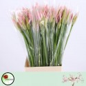 nerine SOFIE - Wubben Nootdorp VOF