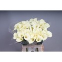 calla SNOWSTAR - KALLALAND