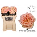 R GR SWEET CATALINA+ - Vip Roses by Sassen