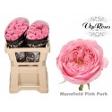 R KL MANSFI PIN PARK - Vip Roses by Sassen