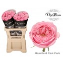 R KL MANSFI PIN PARK - Vip Roses by Sassen