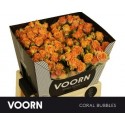 R branchue CORAL BUBBLES - Voorn Sprayroses