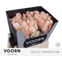 R branchue GEN TRENDSETTER - VOORN SEASONS