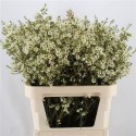 wax Ivory Pearl creme - .