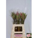 AMARCRINUM - VOF Th. Vlaar